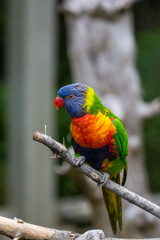 rainbow lorikeet parrot
