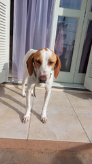 beagle in the street