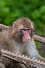 Macaque