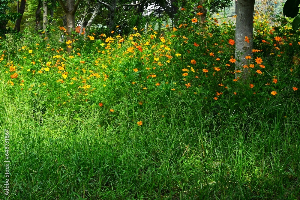 Wall mural golden cosmos (cosmos sulphureus) flowers.asteraceae flower native to mexico.orange flowers bloom fr