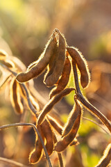 Ripe soybean plants. Soybeans in a field.Soy pods.