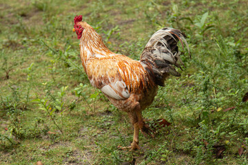 Free-range chicken in a pasture with natural grass