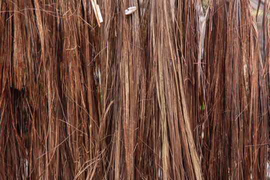 Texture of natural piassava straw