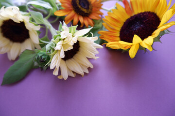 Seasonal flower background. Colorful sunflowers composition on purple background. 