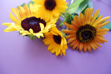 Seasonal flower background. Colorful sunflowers composition on purple background. 