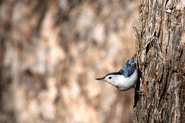 Our Amazing Feathered Friends 
