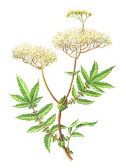 Meadowsweet Hand Drawn Pencil Illustration Isolated on White with Clipping Path