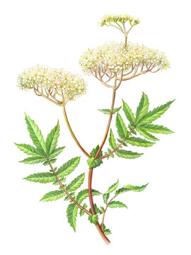 Meadowsweet Hand Drawn Pencil Illustration Isolated on White with Clipping Path
