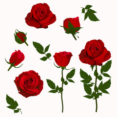 Set of Red rose flowers isolated on a white background. vector illustration.