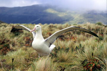 Southern Royal Albatross  on Campbell Island in the Southern Ocean south of New Zealand.. - 648739418