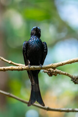 BRONZED DRONGO