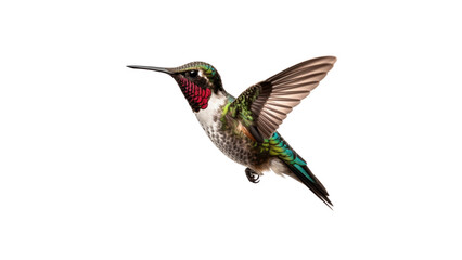 Fototapeta premium Bird, Ruby-Throated Hummingbird PNG Clipart: Exquisite Bird for Art and Design.