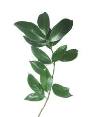 Green leaves branch isolated on transparent background