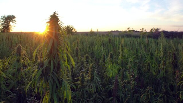 Field landscape with cannabis, can use for medical treatment of fatal diseases like cancer, smoking for fun causing addiction, and for industrial use like constructions, textile production, insulation
