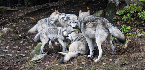 Wolf, Canis Lupus, Timber Grey Wolves Sharing a Warm Greeting.   Nature's beauty in a wolf pack's...