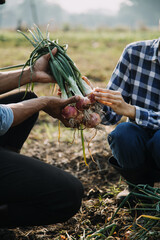 Agriculturist utilize the core data network in the Internet from the mobile to validate, test, and select the new crop method. Young farmers and tobacco farming