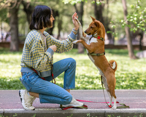 African dog sabbenji high fives the owner on a walk in the park. 