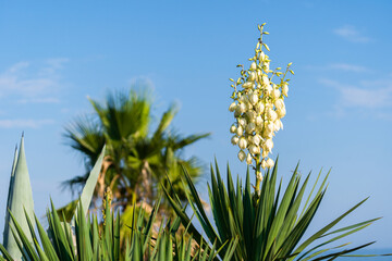 Palm tree against blue sky, crown of a palm tree of coconut on sunny summer day