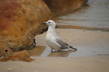 Seagull in water