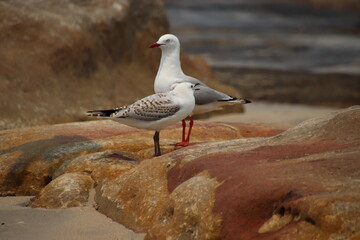Seagulls on rocks