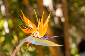 Bird of paradise