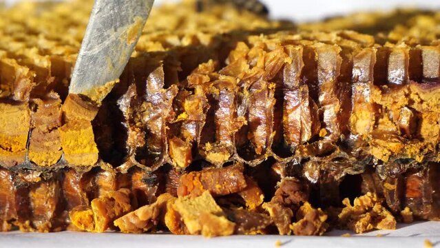 Preserved flower pollen. 
The bees placed the pollen in the honeycombs with honey. This is done for long-term storage. For clarity, a longitudinal section of a honeycomb with pollen was made. 
