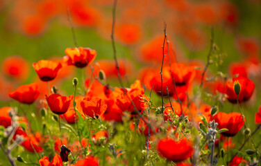 Spring, field of poppy flowers. The concept of the freshness of the morning nature. Spring landscape of red wildflowers. Beautiful landscape, pnorama long banner.