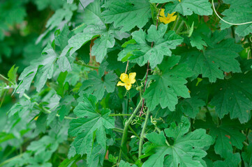 Close-up View Green Leaves With Small Yellow Flowers Of Bitter Gourd Vine Plants In Agricultural...