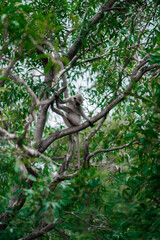 A monkey is sitting on a tree