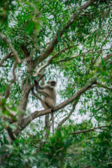 A monkey is sitting on a tree