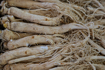 crowd of dried ginseng, dried nourishing herb. 