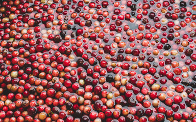 Image of ripe thaiberry