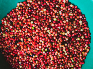 Image of ripe thaiberry