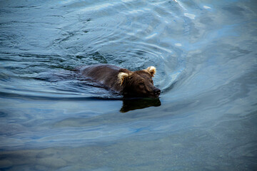 Brown Bear swimming