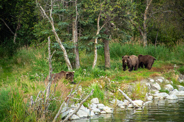 brown bear in the woods