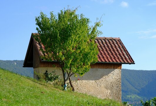 Metzingen Weinberg Wengert