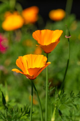 Orange flowers of a California golden poppy (eschscholzia californica) 