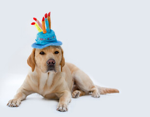 Labrador is wearing blue party hat