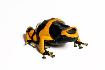 Gelbgebänderte Baumsteiger // Yellow-banded poison dart frog (Dendrobates leucomelas)