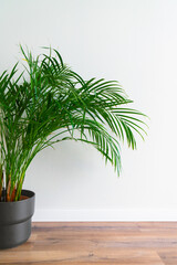 Exotic green palm chamaedorea in black pot on wooden floor against white concrete wall. Houseplant, flowers in the interior, minimalism