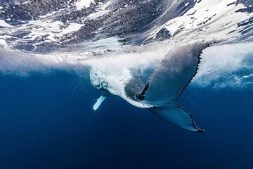 White Humpback Whale