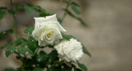 Obraz na płótnie Canvas white roses in raindrops in the garden