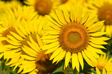 ヒマワリの花（Sunflower