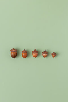 Autumn pattern from natural acorns oak on green background