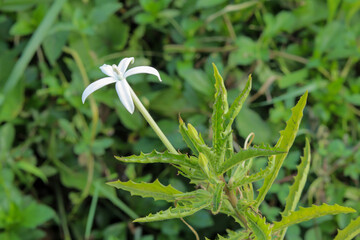 Hippobroma longiflora: The Tropical Beauty of Cuban Buttercup