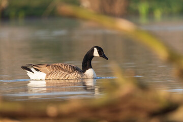 goose on the water