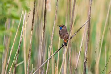 bluethroat on the grass