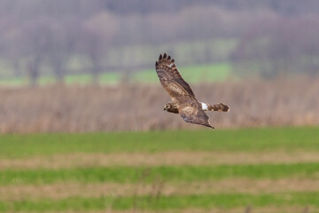 Harrier

