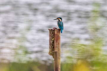 kingfisher on the branch