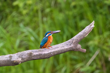 Common kingfisher
